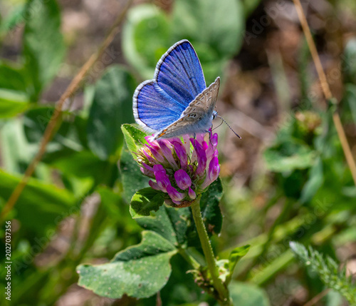 male polyommatus icarus on red clover blossom