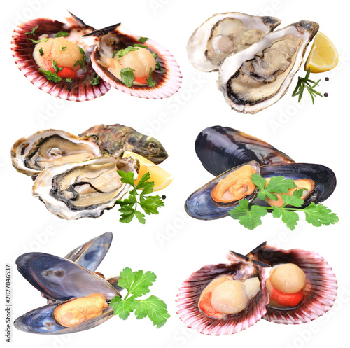 Scallop oysters and mussels on white background 