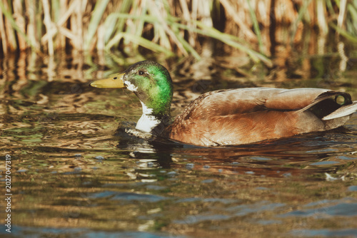 Ducks and baby ducks in the morning