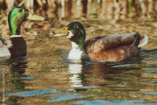 Ducks and baby ducks in the morning