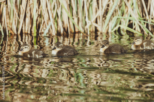 Ducks and baby ducks in the morning