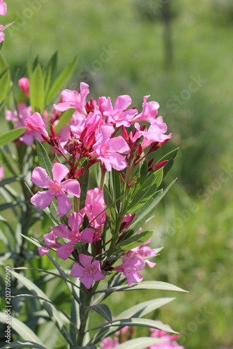 blooming pink oleander in summer