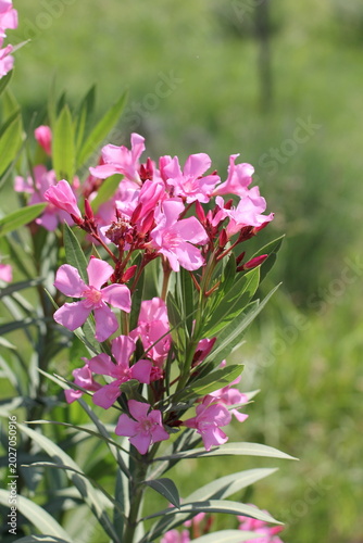 blooming pink oleander in summer