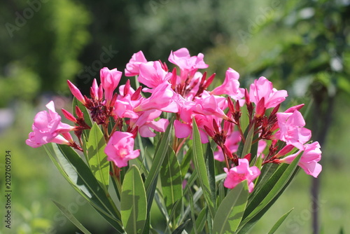 blooming pink oleander in summer