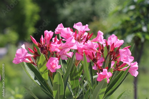 blooming pink oleander in summer