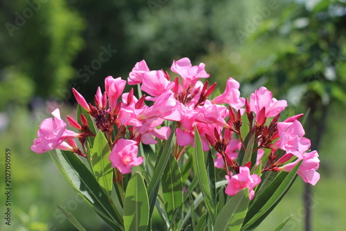 blooming pink oleander in summer