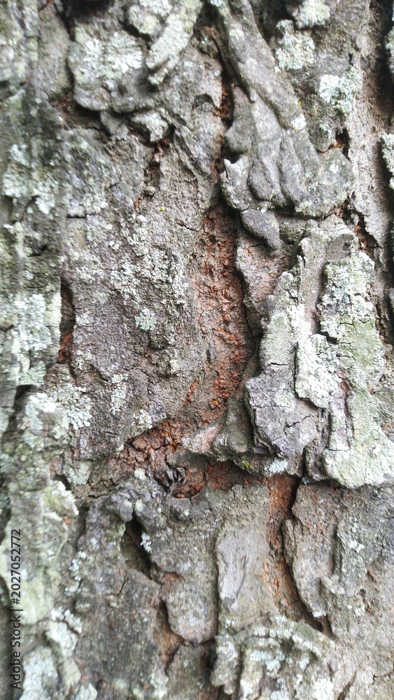 Fototapeta premium Close-up Texture of Rough Tree Bark with Natural Patterns.