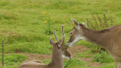 Photography Two White-Tailed Deer Nuzzling Affectionately in a Green Grassy Meadow