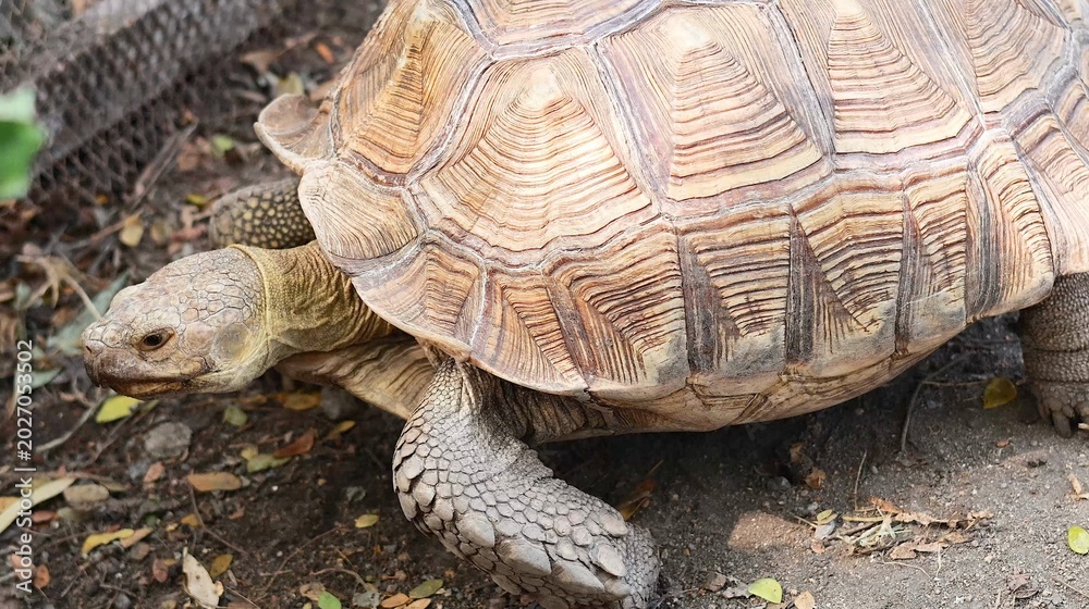 Obraz premium Close Up of a Sulcata Tortoise Walking on Dirt Ground