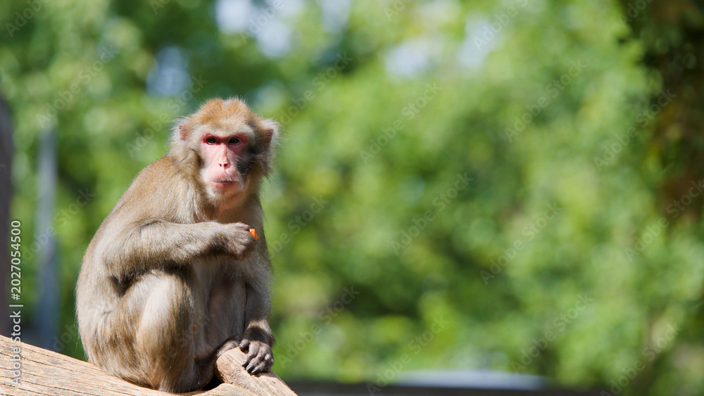 Fototapeta premium Rhesus Macaque Sitting on a Log Eating in a Sunlit Forest