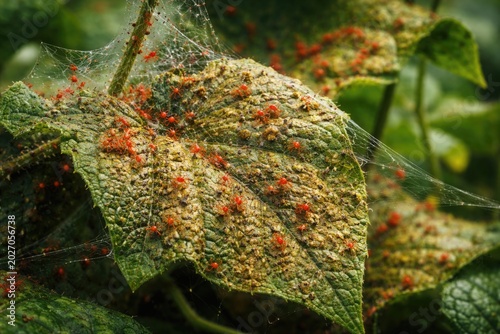 Microscopic infestation of red spider mites causing severe damage on cucumber leaves