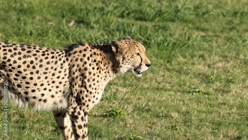 Photography Side Profile of a Majestic Cheetah Walking Through a Grassy Field