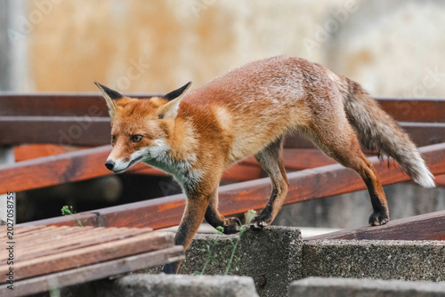 Konstfotografi Rotfüchse im Frühling