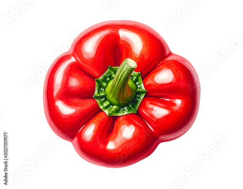 Top view illustration of glossy red bell pepper with green stem and smooth vibrant surface on isolated background