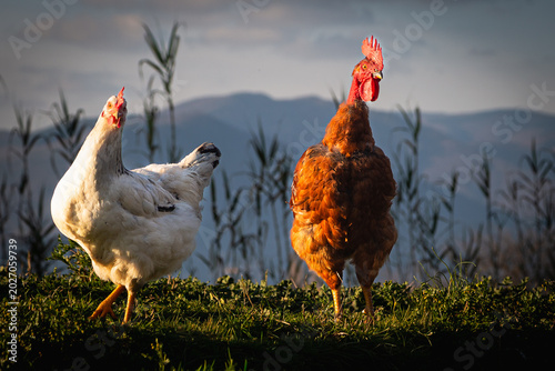 Galline