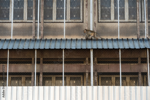 Foto Monkeys in Lopburi Thailand
