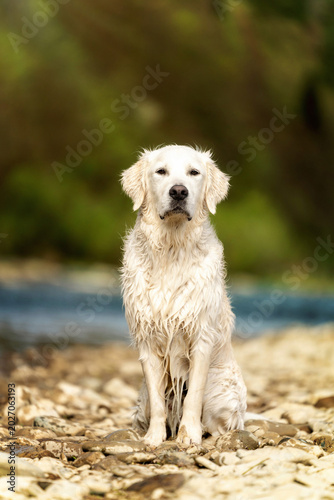 Golden retriever puppy relaxing on a rocky riverbank near water during golden hour. Peaceful outdoor dog portrait with natural light, soft bokeh, and scenic nature background.