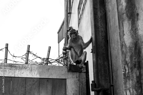 Photos Monkeys in Lopburi Thailand