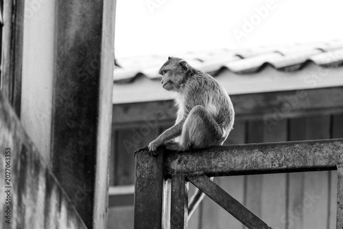 Photography Monkeys in Lopburi Thailand