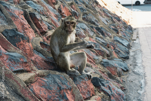 Obraz na płótnie Monkeys in Lopburi Thailand