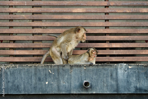 Obraz na płótnie Monkeys in Lopburi Thailand