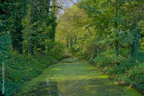  green pool with duckweed in the woods of Bourgoyen nature reserve, Ghent, Flandersm Belgium 