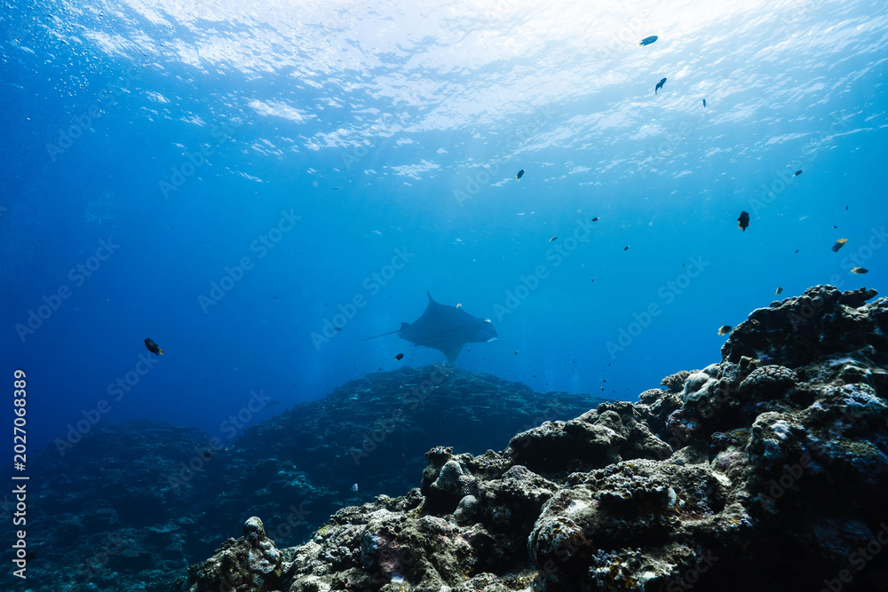 Fototapeta premium Giant manta ray swimming above a tropical coral reef