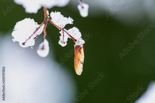 Ahornsamen und Zweig in Schnee und Eis