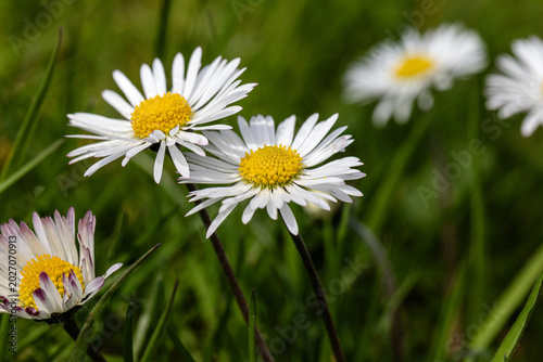 Kleine Lieblingsblumen im Hausgarten