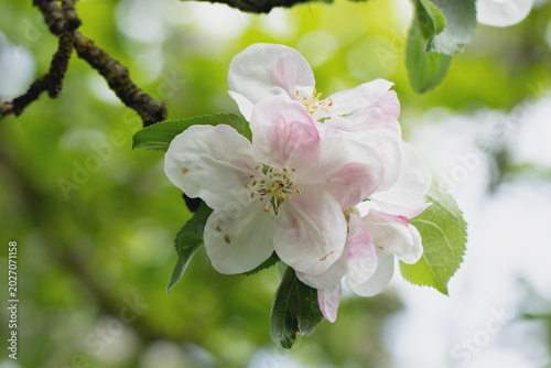 Obraz na płótnie Apfelblüte trotzt der heftigen Kälte