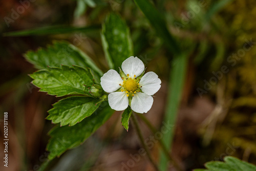 Ob es wohl bald Erdbeeren geben wird