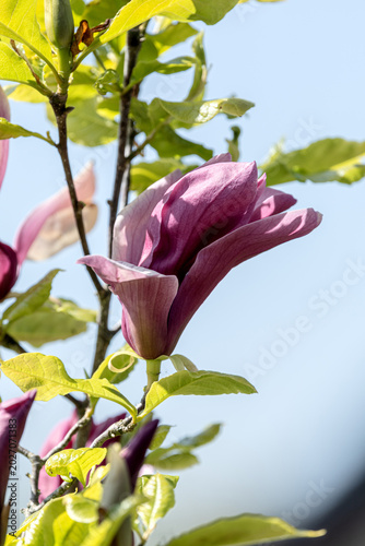 Knospe der Magmolien strahlt im Sonnenlicht