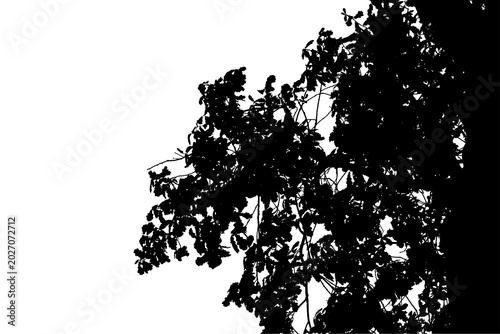 Foto A black and white photograph of an oak branch in a natural forest