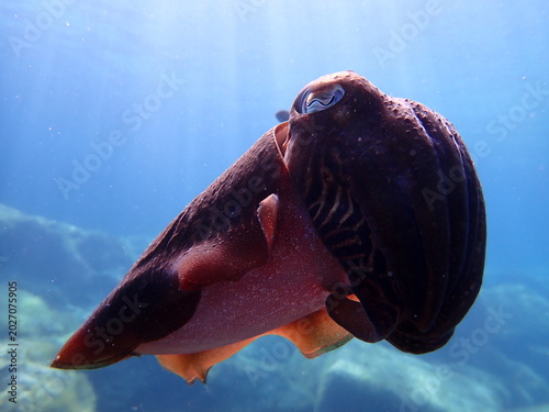 Photography Cuttlefish