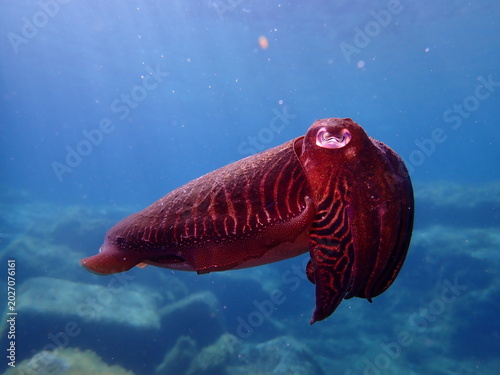 Photography Cuttlefish