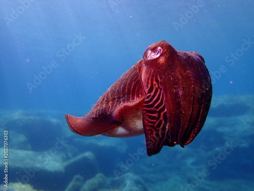 Foto Cuttlefish
