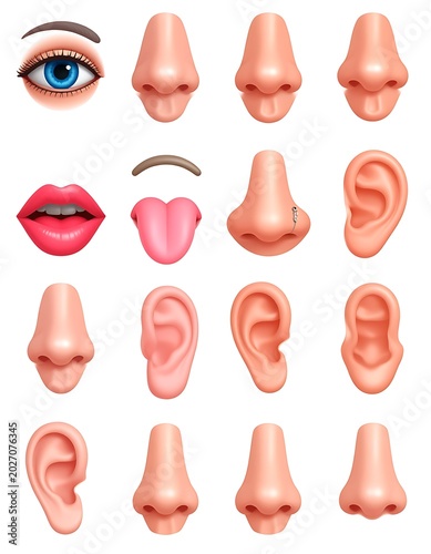 A collection of human facial features