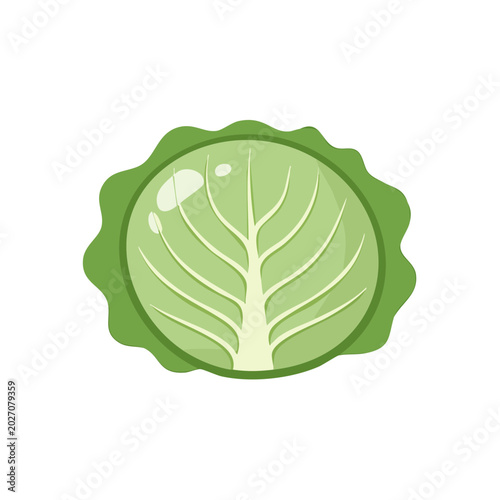 Fresh Green Cabbage Slice Top View Healthy Food Illustration