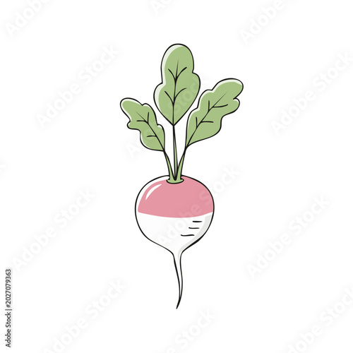 Hand-drawn illustration of a single fresh turnip with green leaves