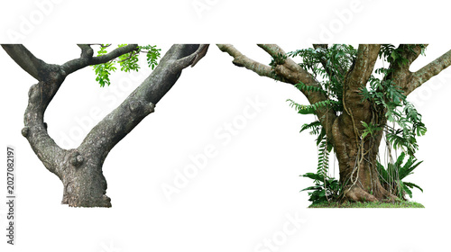 Foto Two distinct tree trunks and branches one with visible bark and sparse leaves th
