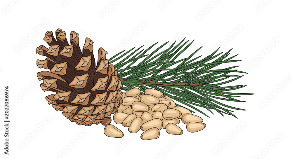 Fototapeta premium Hand drawn pine branch with cone and scattered seeds provides a detailed botanical illustration of evergreen forest flora.