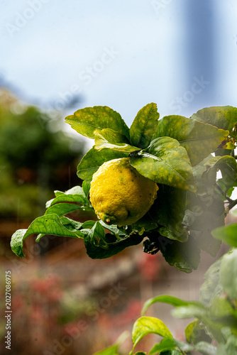 lemon on the tree