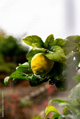 lemon on the tree