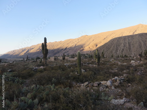 saguaro cactus in arizona