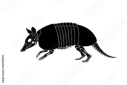 Canvas Print Armadillo Illustration: A stylized black and white illustration of an armadillo, showcasing its unique armored shell and skeletal structure with a white background