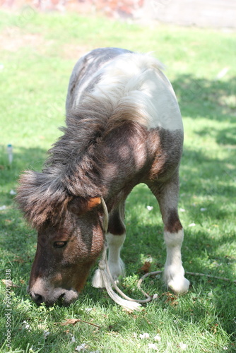 a pony horse is grazing on green grass