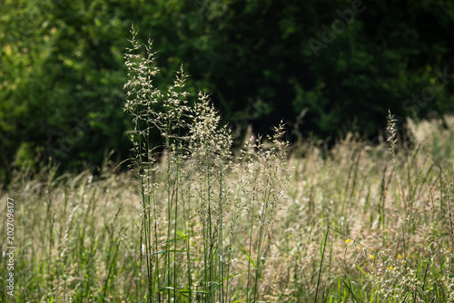 Wild grasses