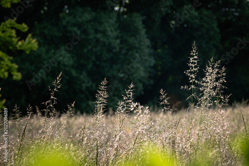 Wild grasses