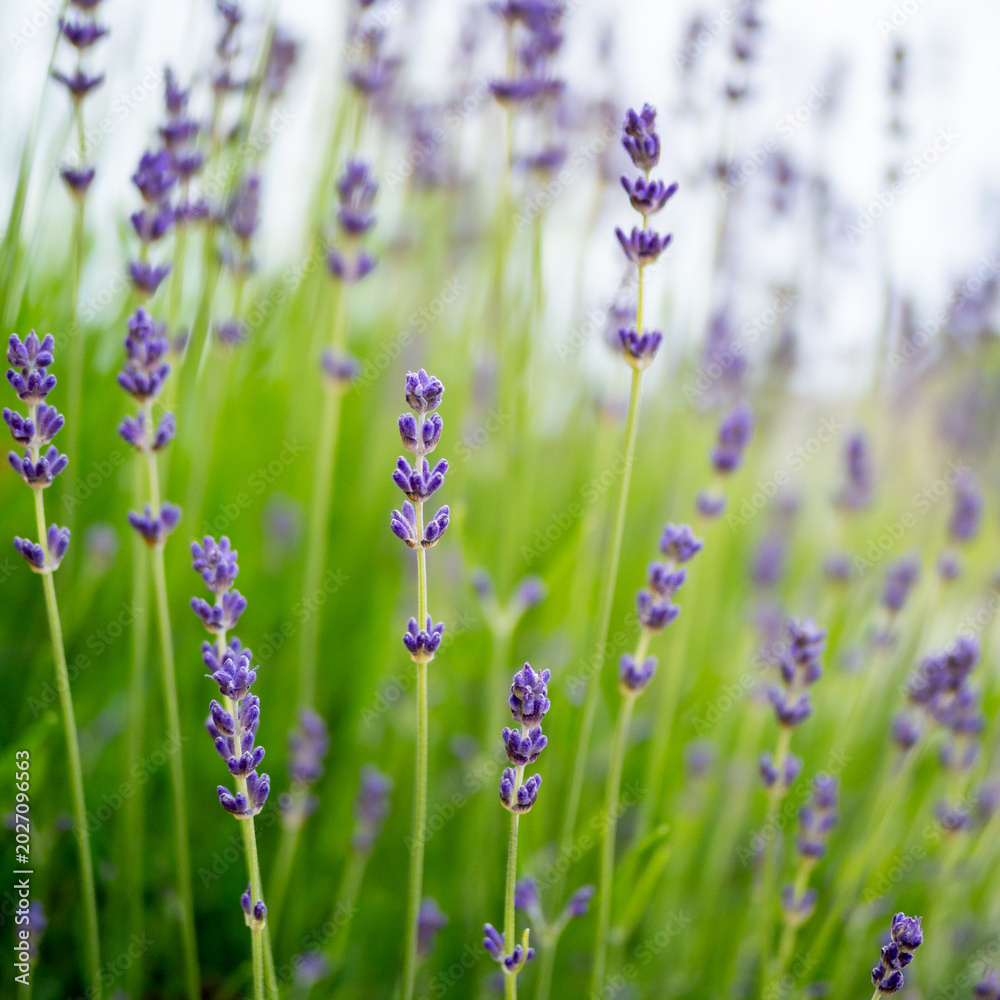 Fototapeta premium Dreamy lavender flowers in soft pastel light