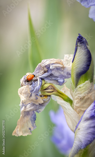 Iris with a lady bug